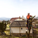 Why should you hire professional tree removal services?