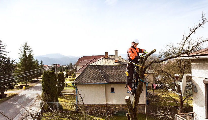 Why should you hire professional tree removal services?