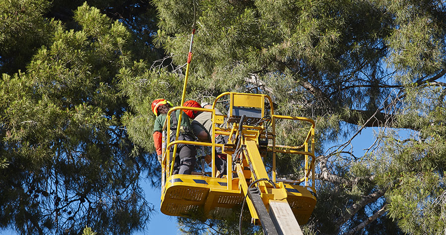 9 Misleading Things You May Hear About Trees And Tree Pruning